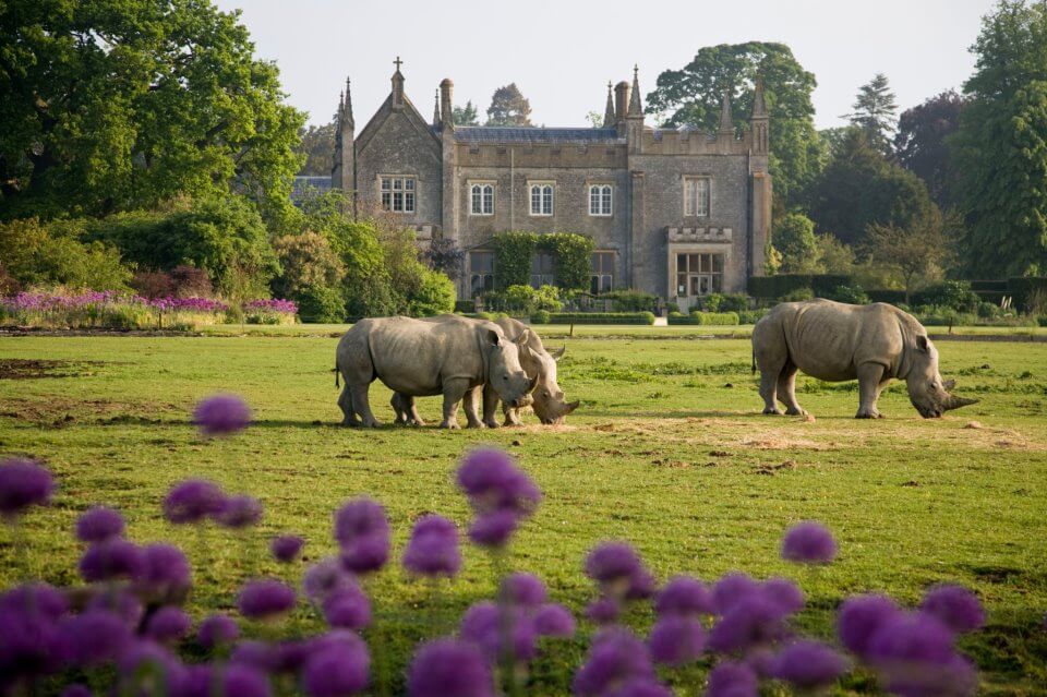 Rhinos grazing on the front lawn at the Cotswolds Wildlife Park & Gardens in Oxfordshire